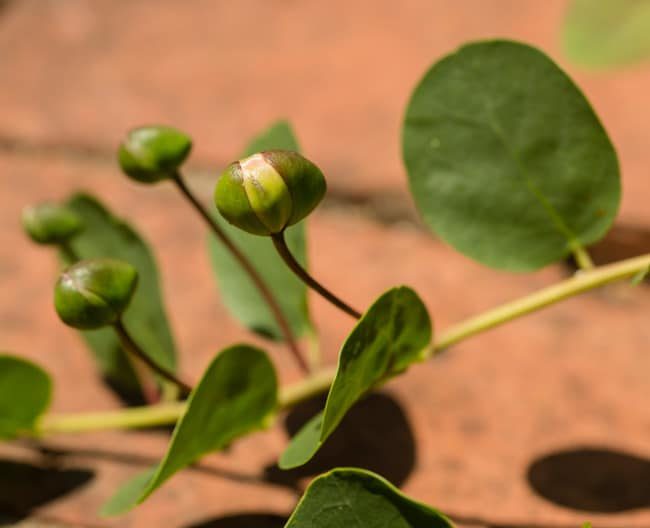 Brotos verdes de alcaparra nos ramos da planta, entre folhas arredondadas