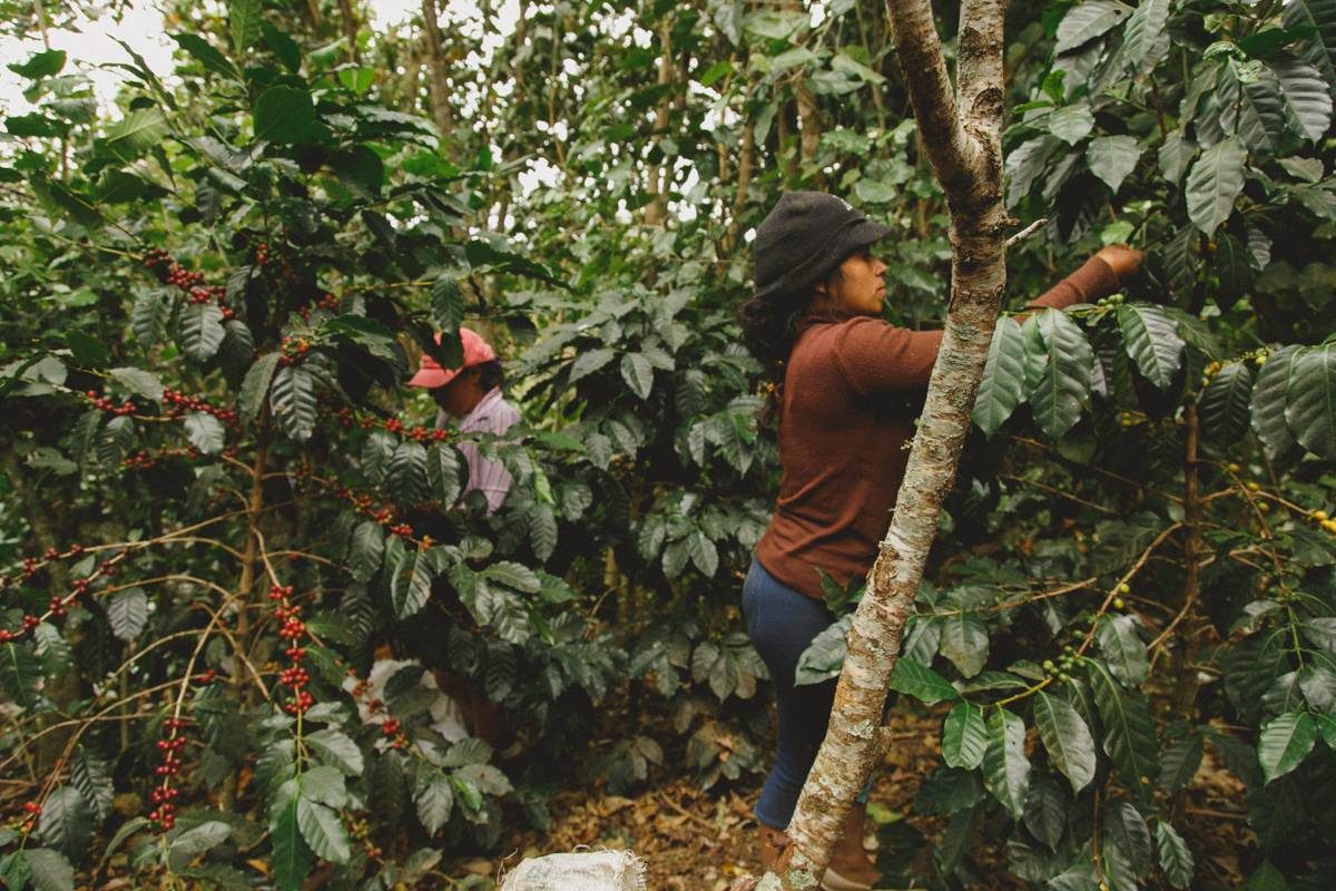 Trabalhadoras colhendo café entre pés carregados de frutos vermelhos na plantação