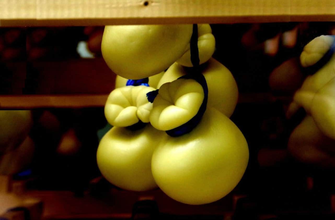 Queijos caciocavallo em formato de gota, amarrados em pares e pendurados para maturar