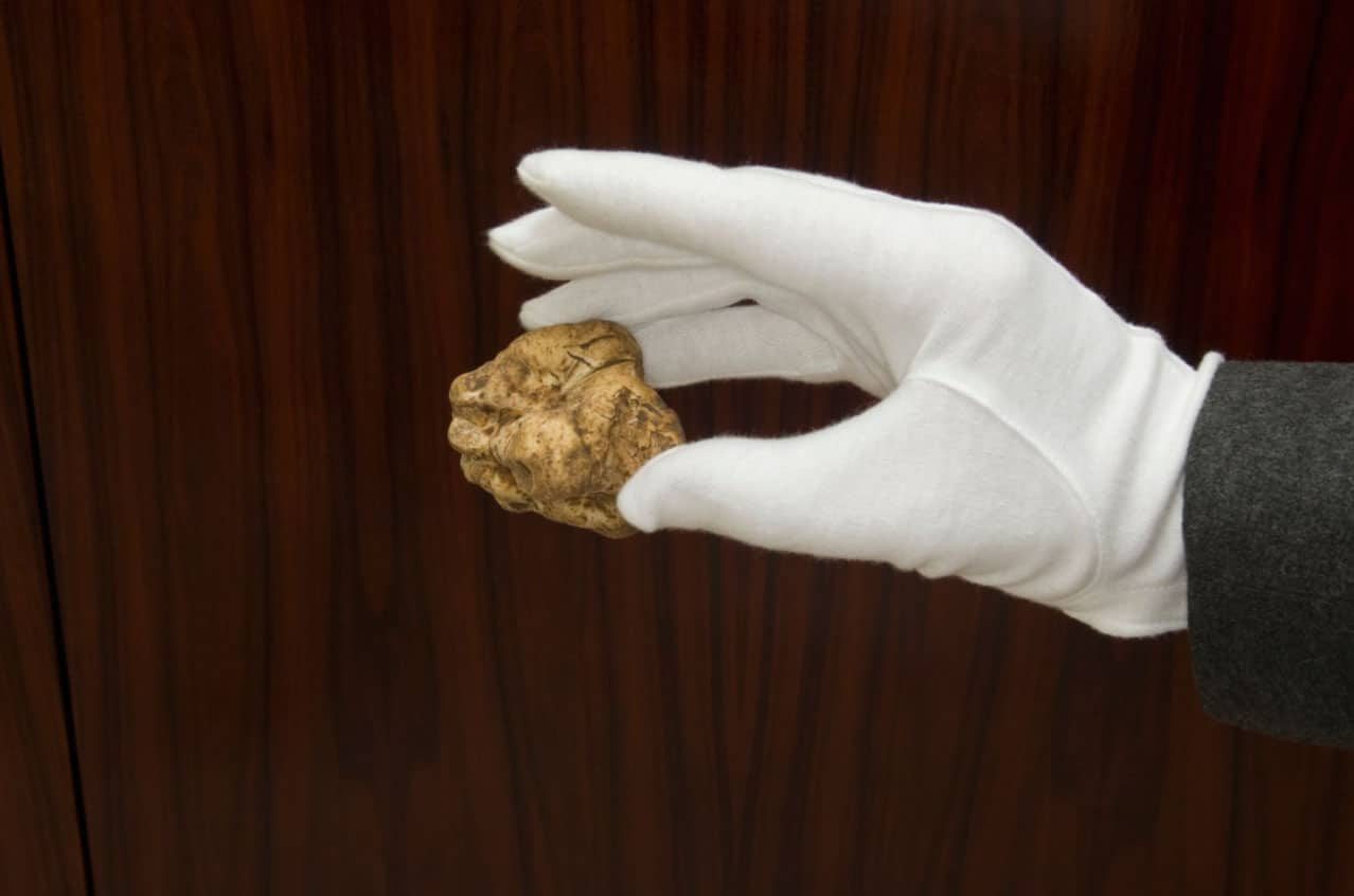 Mão de luva branca segurando uma trufa branca diante de fundo de madeira escura