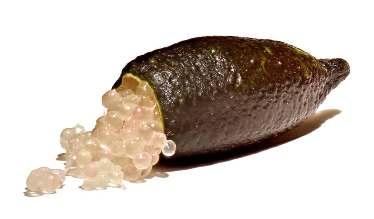 limao-caviar-citrus-australasica-