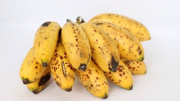Cacho de banana-maçã madura com a casca pintada sobre fundo branco