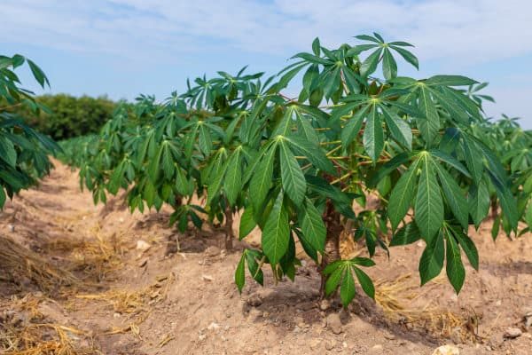 Pé de mandioca com folhas verdes palmadas em fileira na plantação